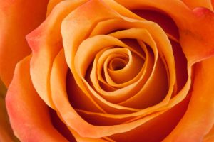 rosa hybrid tea corso orange or apricot coloured rose petals close up photo