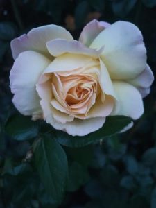 rosa hybrid tea cream dream rose with small thick clusters of creamy white rose flowers and green leaves