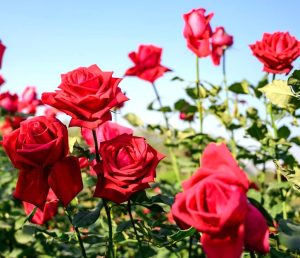 Rosa hybrid tea Anne Marie Treschlin® roses in full bloom large flower mixed of red, hot pink and orange on long stems