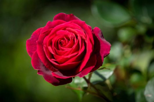 Rose 'Bulls Red' Bush Form - Hello Hello Plants