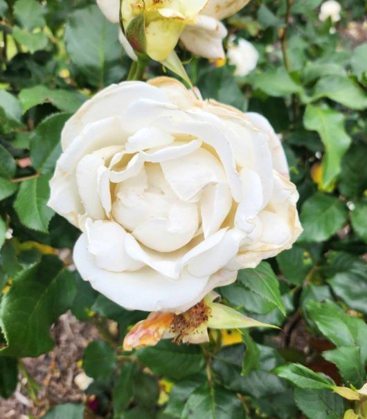 rosa hybrid tea rose karen blixen pure white beautiful rose