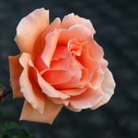 A Rose hybrid tea 'Royal Highness' Bush Form is blooming in a garden. apricot peach coloured climbing rose