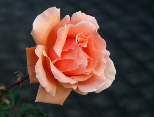 A Rose hybrid tea 'Royal Highness' Bush Form is blooming in a garden. apricot peach coloured climbing rose
