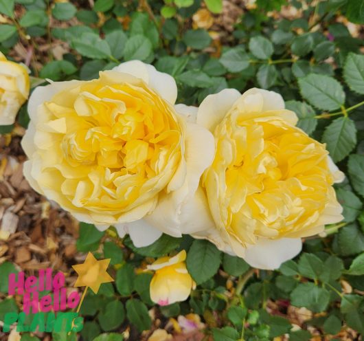 Two Rose 'The Poet's Wife' Bush Form are blooming in a garden.