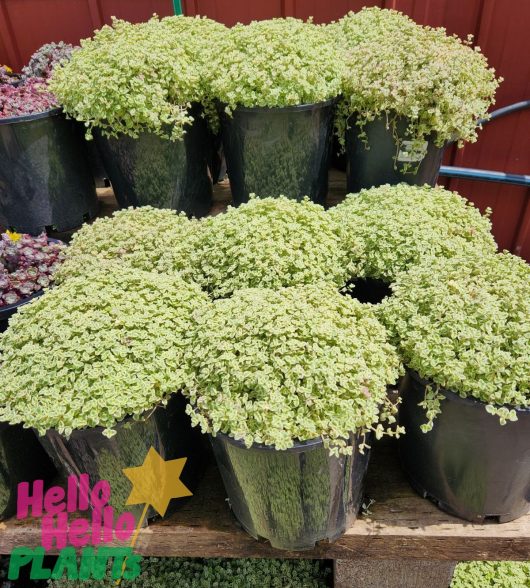 Sedum Blob Succullent creeper groundcover Little Missy fairy cushion in black pots planted with light green variegated foliage