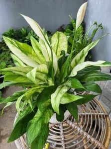 Spathiphyllum 'Domino' Peace Lily 8" Pot in a wicker basket. variegated foliage green and white