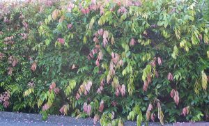 A Syzygium australe Cascade Lilly Pilly hedge for screening with green foliage and pink tips. Australian native attracting wildlife.
