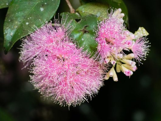 Syzygium australe Cascade lilly pilly pink pom pom flowers