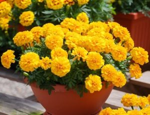 Tagetes patula Marigold African Queen masses of yellow flowers in a pot cottage style gardens