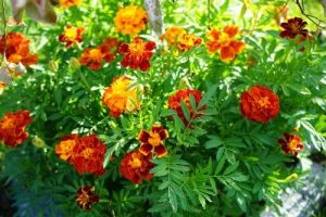 Tagetes patula Marigold safari mix flowering multicoloured blooms with green leaves yellows oranges and red flowers