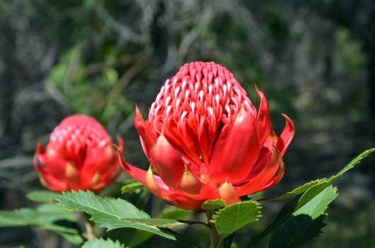 Telopea Wild Brumby Digger Waratah Salmon Red cone shaped flowers australian native