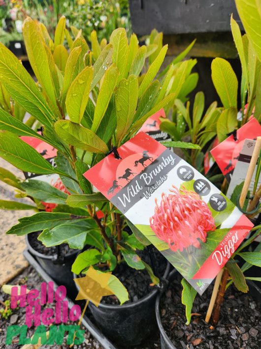 Telopea Wild Brumby Salmon Red Digger Waratah 6inch pots with labels