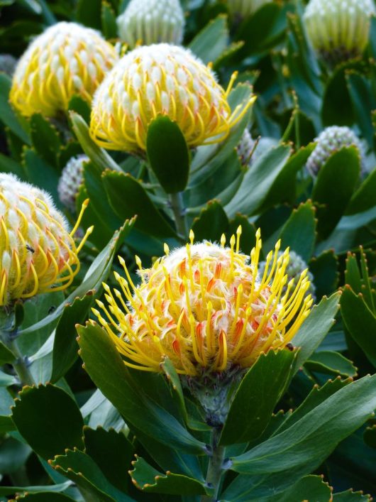 Telopea 'Wild Brumby Georgie Girl' Waratah bright yellow