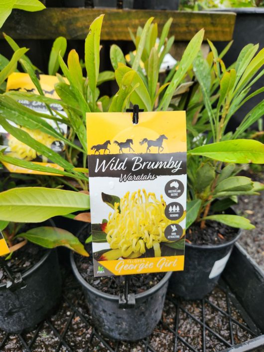 Telopea 'Wild Brumby Digger' Waratah 6" Pot (Copy) - Telopea 'Wild Brumby Digger' Waratah 6" Pot (Copy) - Telopea 'Wild Brumby Digger' Waratah 6" Pot (Copy) - Telopea 'Wild Brumby Digger' Waratah 6" Pot (Copy) - Telopea 'Wild Brumby Digger' Waratah 6" Pot (Copy) -.