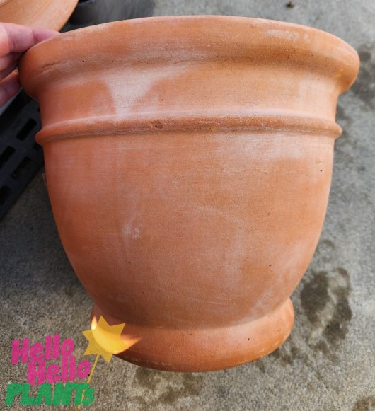 A hand holds a Terracotta Double Rim Egg Traditional M 31x23cm planter on a concrete surface, with the "Hello Hello PLANTS" logo in the bottom left corner.
