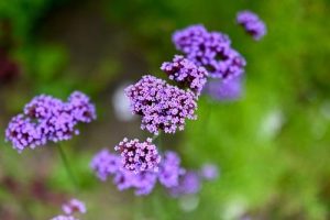 Verbena hybrid Mauve Purple cottage flowers up close lilac coloured