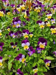 Viola tricolor Heartease flowers herb edible flowers mixed of purple mauve white and yellow with green leaves