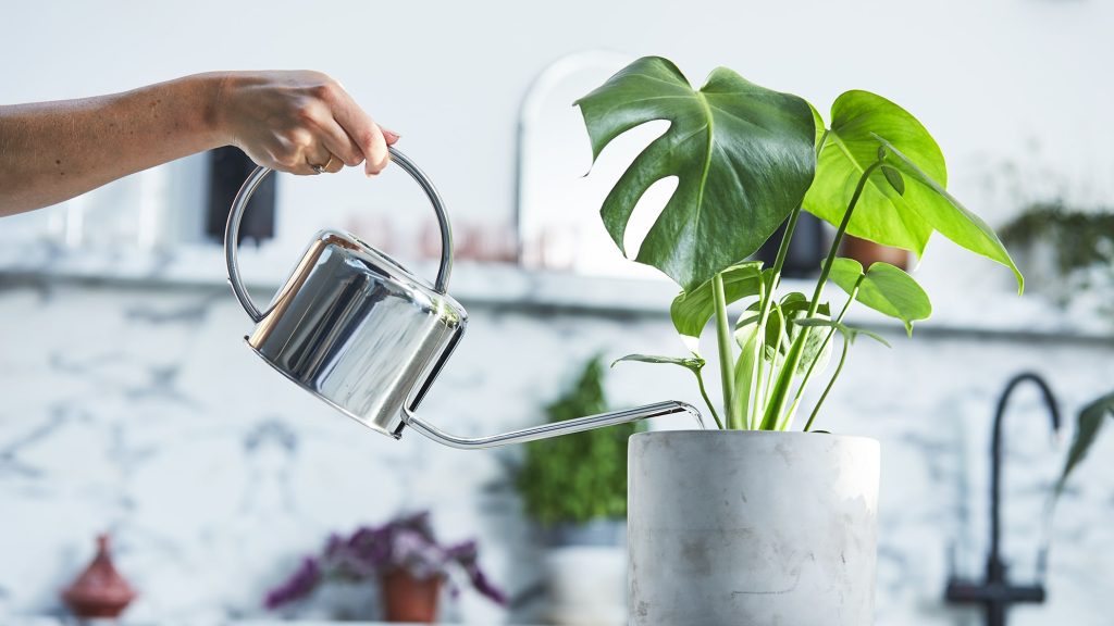 Watering Pot Plants