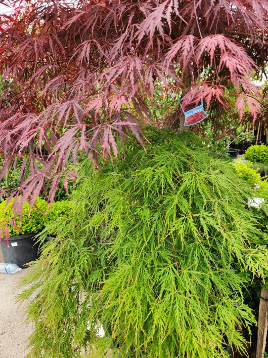 Acer 'Inaba Shidare x Viridis' Double Grafted Japanese Maple 155L in a pot.