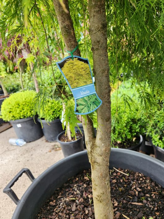 A Acer 'Inaba Shidare x Viridis' Double Grafted Japanese Maple 155L in a pot with a tag on it. beautiful japanese maple trunk with label