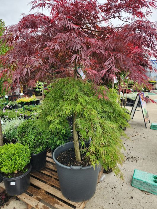 Acer palmatum 'Inaba Shidare x Viridis' Double Grafted Japanese Maple 155L tree in a pot. Beautiful feature maple with green and purple foliage advanced