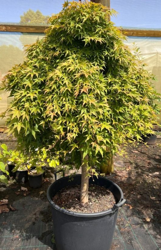 A Acer 'Nishiki Fountain' Japanese Maple 155L with lush green foliage inside a greenhouse.
