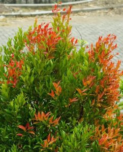 Acmena smithii 'Long Island' Lilly Pilly psyllid resistant green leaves with bright orange red new growth foliage hedging plant