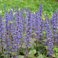 ajuga reptans purpurea Braunherz carpet bugle groundocer flowering purple bugleweed