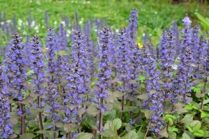 ajuga reptans purpurea Braunherz carpet bugle groundocer flowering purple bugleweed