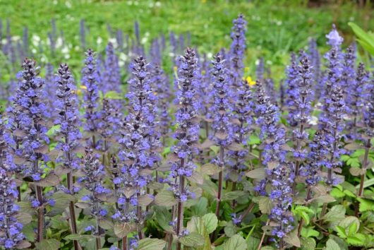 ajuga reptans purpurea Braunherz carpet bugle groundocer flowering purple bugleweed