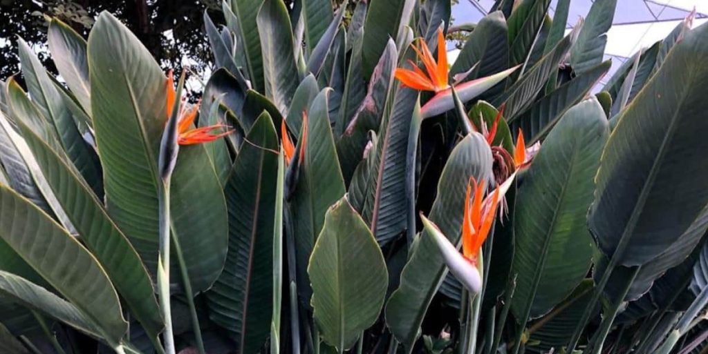 Bird of Paradise