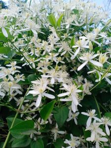 Cestrum nocturnum Night Blooming Jasmine White flowers on a bush with green leaves. so much fragrance
