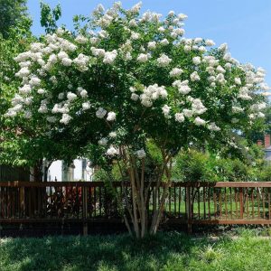 Crepe Myrtle tree with white flowers