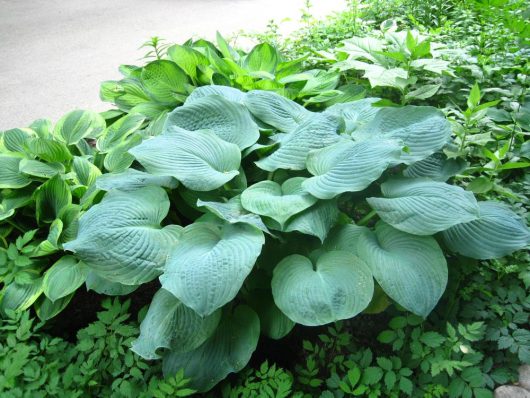 A large group of Hosta 'Blue Mouse Ears' blue grey green foliage large lined leaves