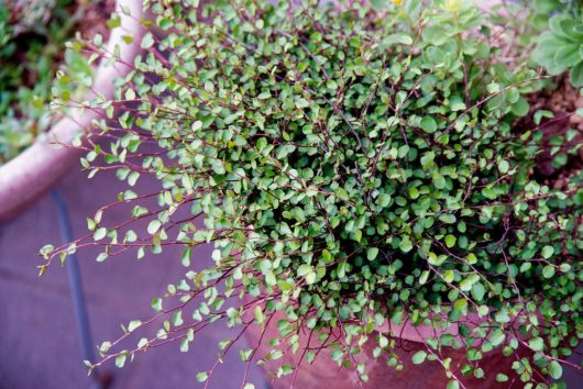 Muehlenbeckia complexa maidenhair vine A potted creeping plant with small green leaves.