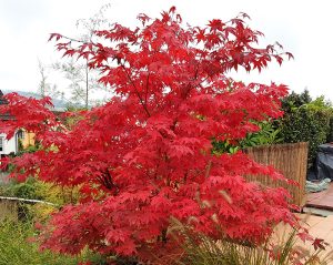 Osakazuki Japanese Maple tree