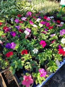 Petunia hybrid assorted mixed colours flowering bright colours red purple white pink