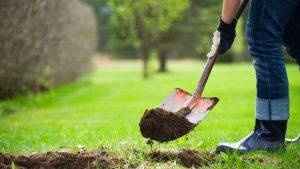 Digging hole to plant tree