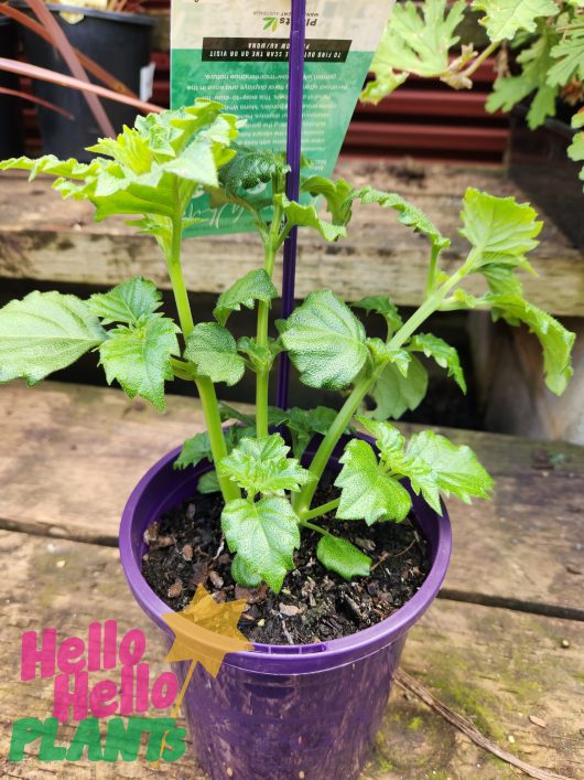 plectranthus mona lavender white 6inch pots purple pot green leaves