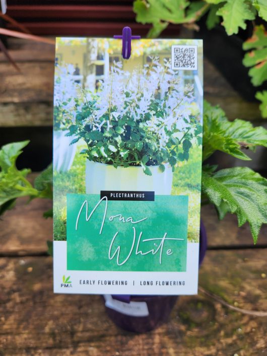 Plectranthus 'Mona Lavender' White 6" Pot plant label