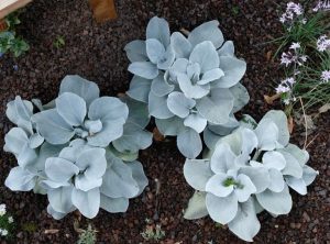 Senecio candicans angel wings plants 3 of them in a garden with selver velvet foliage