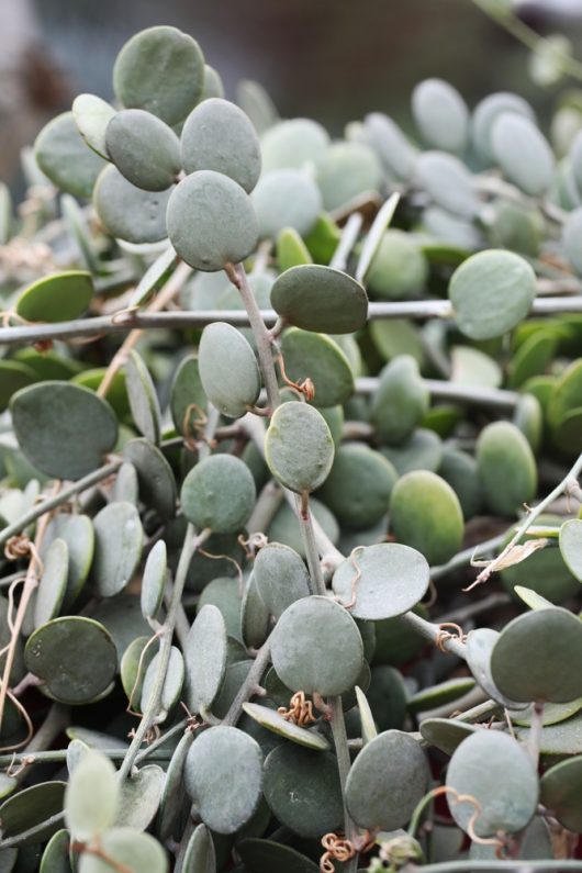 A close-up of the Xerosicyos 'Silver Dollar Vine' succulent, featuring thick, round green leaves on trailing stems, similar in look to Peperomia pepperspot.