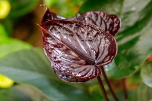 Anthurium 'Black Love' tropical indoor plant with green glossy heart shaped leaves and dark burgundy black flowers with spikes