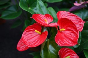 ANTHURIUM SUCCESS RED TROPICAL PLANT WITH BRIGHT RED HEART SHAPED FLOWERS WITH BRIGHT YELLOW SPIKES