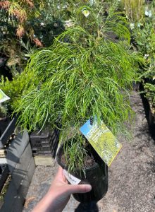 A person holding an Acacia cognata 'Green Spire' 6" Pot black with green foliage australian native foliage plant hedge