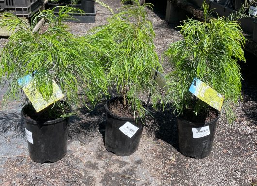 Three Acacia 'Green Spire' 6" Pot plants with green leaves in them.