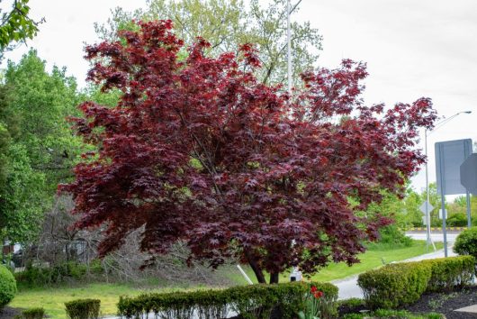 acer palmatum emperor one japanese maple upright tree with beautiful purple red foliage