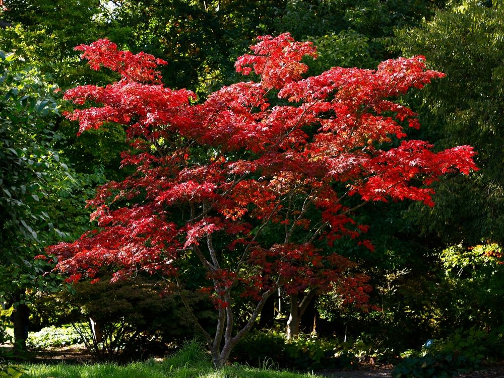 acer palmatum shindeshojo japanese maple tree growing upright with bright red purple leaves