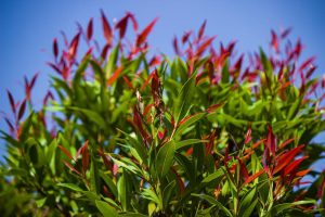 acmena smithii minor dwarf lilly pilly hedge Cherry Black. Bright green glossy leaves with cherry red to black new foliage