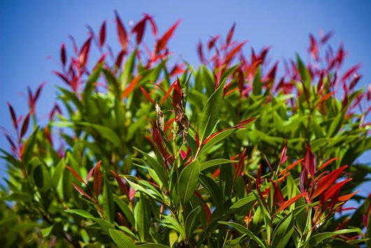 acmena smithii minor dwarf lilly pilly hedge Cherry Black. Bright green glossy leaves with cherry red to black new foliage